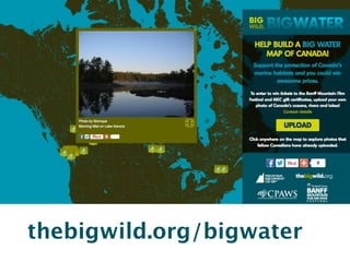thebigwild.org/bigwater 
